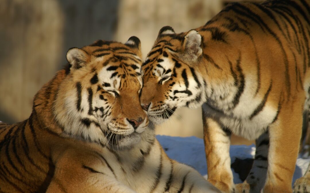 Things you must know before planning to visit Jim Corbett National Park!