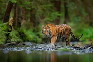 Hidden gems of Jim Corbett